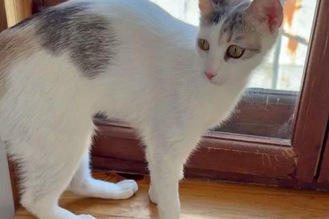 В дар кошку. Анфиса, кошка, которая выжила. И теперь ей нужен свой человек.. Фото1