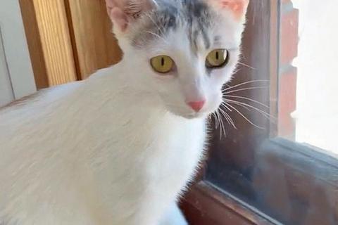 В дар кошку. Анфиса, кошка, которая выжила. И теперь ей нужен свой человек.. Фото2