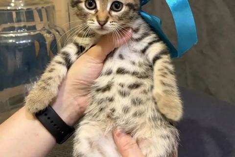В дар кошку. 10 домашних котят метисов британки ищут свой дом. Фото1