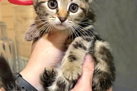 В дар кошку. 10 домашних котят метисов британки ищут свой дом. Фото2