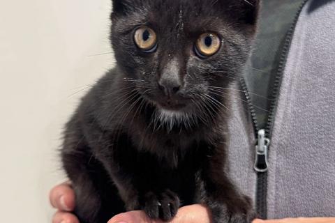 В дар кошку. Черный котенок Марчелло ищет свой дом. Фото3