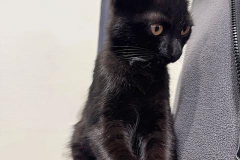 В дар кошку. Черный котенок Марчелло ищет свой дом. Фото4