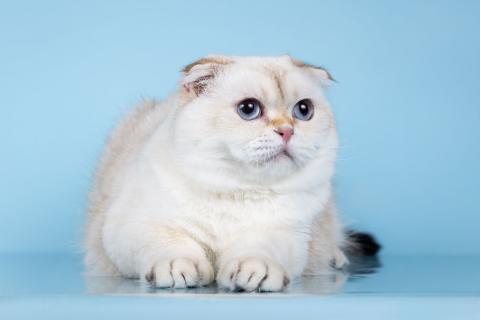 В дар кошку. Милый скоттиш-фолд по имени Эхнатонн в дар. Фото2