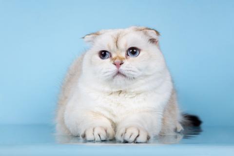 В дар кошку. Милый скоттиш-фолд по имени Эхнатонн в дар. Фото3