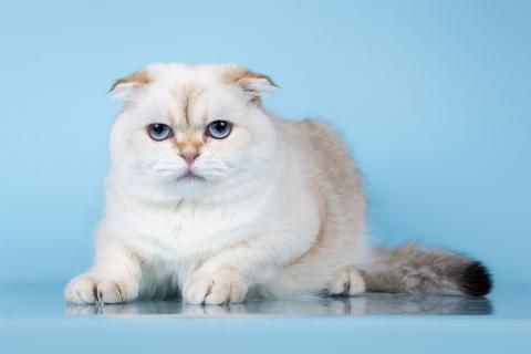 В дар кошку. Милый скоттиш-фолд по имени Эхнатонн в дар. Фото4