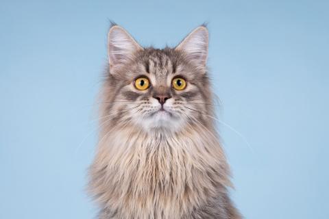 В дар кошку. Сибирский котёнок Мумрик в добрые руки. Фото2