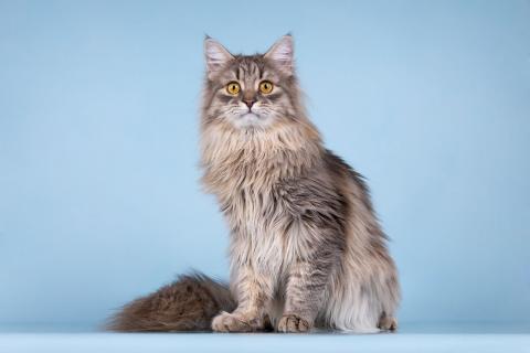 В дар кошку. Сибирский котёнок Мумрик в добрые руки. Фото3