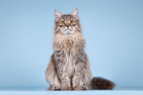 В дар кошку. Сибирский котёнок Мумрик в добрые руки. Фото4