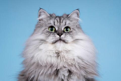 В дар кошку. Роскошный пушистый шар Миса в дар. Фото1