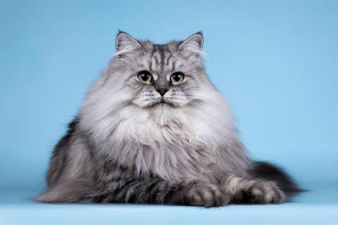 В дар кошку. Роскошный пушистый шар Миса в дар. Фото2