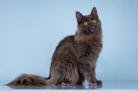 В дар кошку. Голубой котёнок — фенотип мейн-куна Йота в добрые руки. Фото1