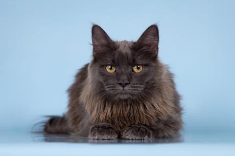 В дар кошку. Голубой котёнок — фенотип мейн-куна Йота в добрые руки. Фото2