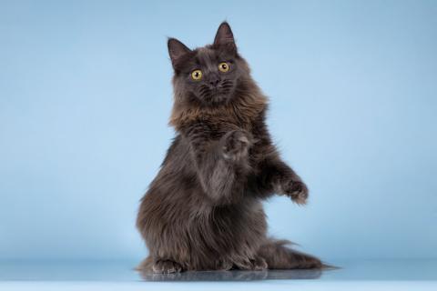 В дар кошку. Голубой котёнок — фенотип мейн-куна Йота в добрые руки. Фото3