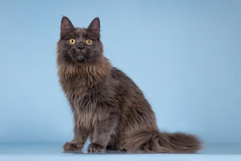 В дар кошку. Голубой котёнок — фенотип мейн-куна Йота в добрые руки. Фото4