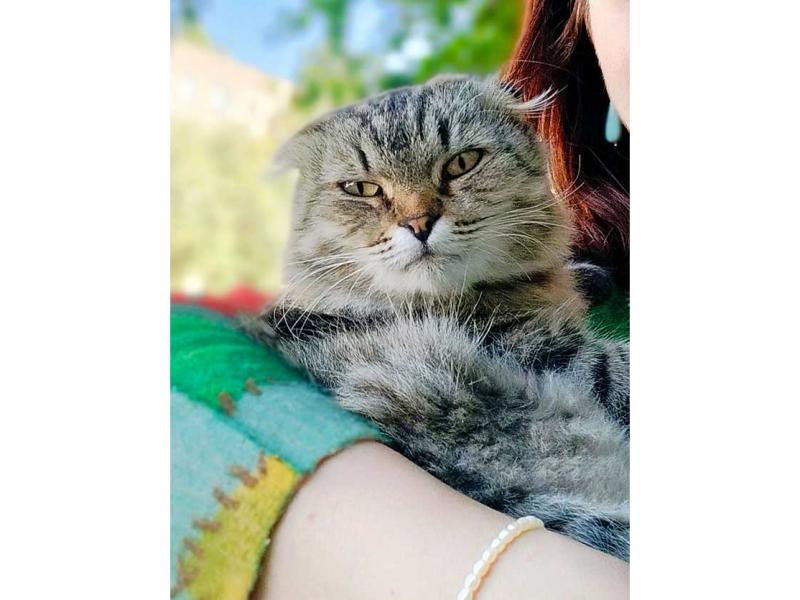 В дар кошку