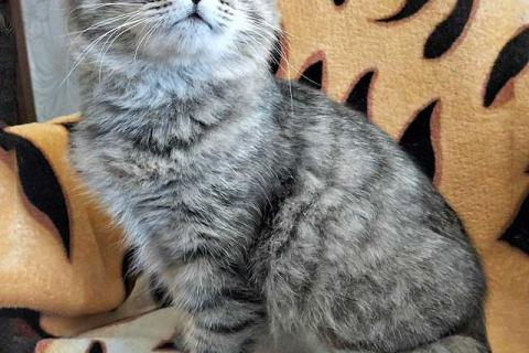 В дар кошку. Надоевшая игрушка, шотландская кошечка Луша ищет дом. Фото2