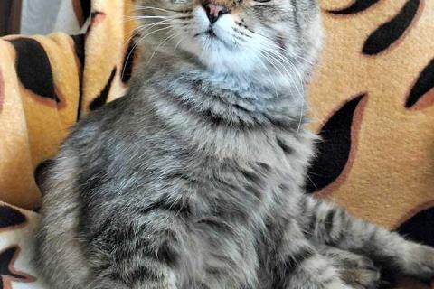 В дар кошку. Надоевшая игрушка, шотландская кошечка Луша ищет дом. Фото3