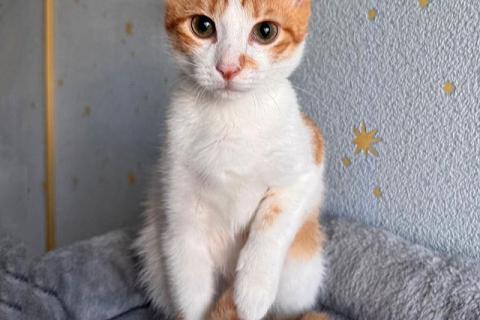 В дар кошку. Тоша, маленький персиковый котенок, который ждёт своего человека. Фото1