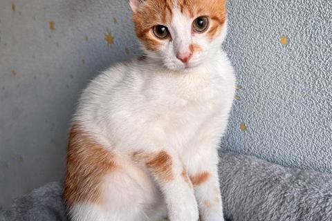 В дар кошку. Тоша, маленький персиковый котенок, который ждёт своего человека. Фото2