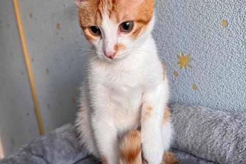 В дар кошку. Тоша, маленький персиковый котенок, который ждёт своего человека. Фото3