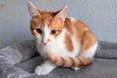 В дар кошку. Тоша, маленький персиковый котенок, который ждёт своего человека. Фото4