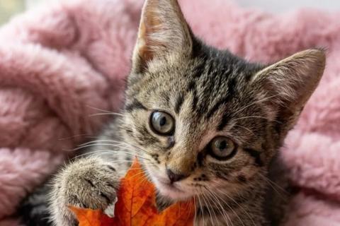 В дар кошку. Ручные и ласковые полосатые котята в добрые руки. Фото1
