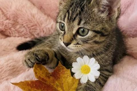 В дар кошку. Ручные и ласковые полосатые котята в добрые руки. Фото3