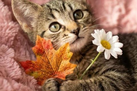 В дар кошку. Ручные и ласковые полосатые котята в добрые руки. Фото4