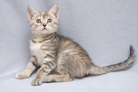 В дар кошку. Крошка Зефирка, ласковый тигровый котенок ищет дом. Фото1