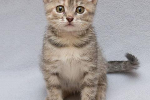 В дар кошку. Крошка Зефирка, ласковый тигровый котенок ищет дом. Фото2