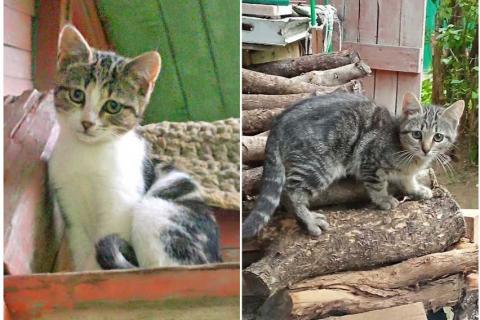 В дар кошку. Очень нужен дом для двух котят,замерзающих на дачах. Фото1