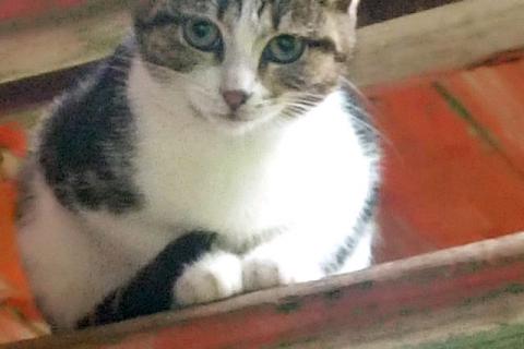 В дар кошку. Очень нужен дом для двух котят,замерзающих на дачах. Фото2