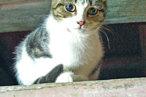В дар кошку. Очень нужен дом для двух котят,замерзающих на дачах. Фото4