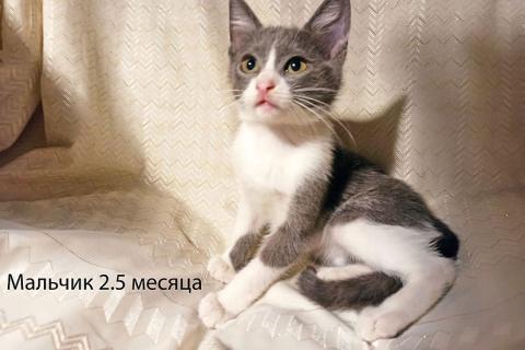 В дар кошку. Четыре маленьких сердечка ищут хозяев. Фото3
