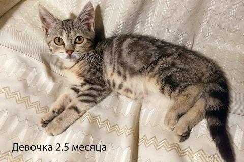 В дар кошку. Четыре маленьких сердечка ищут хозяев. Фото4