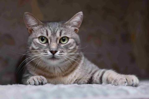 В дар кошку. Спокойная и ласковая кошечка Мистии в дар. Фото4