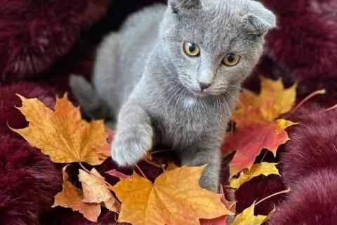 В дар кошку. Голубой вислоухий котёнок Офелия в добрые руки. Фото1