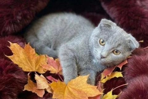 В дар кошку. Голубой вислоухий котёнок Офелия в добрые руки. Фото2