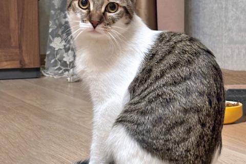В дар кошку. Ласковый, умный, спокойный котик-подросток Темочка ищет дом. Фото1