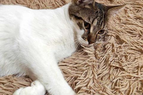 В дар кошку. Ласковый, умный, спокойный котик-подросток Темочка ищет дом. Фото3