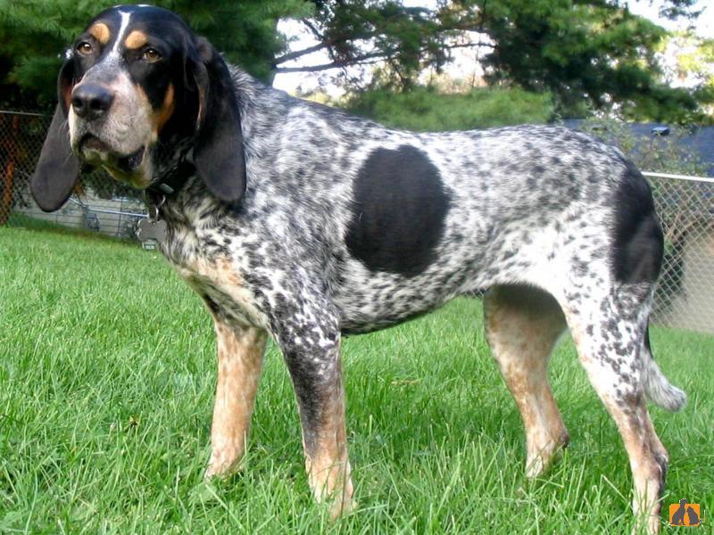 Описание породы собак - Большая голубая гасконская гончая