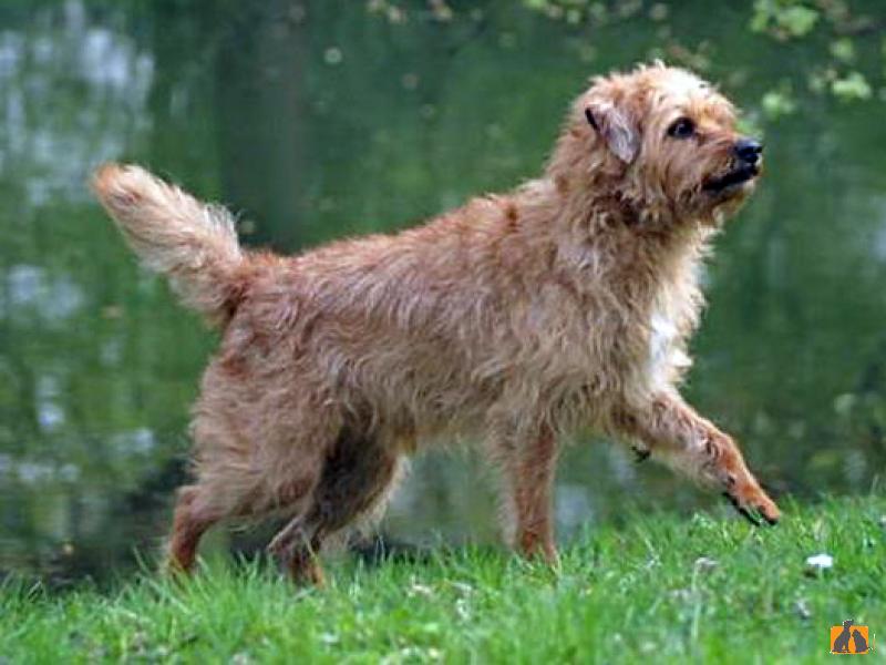 голландский смаусхонд фото собака