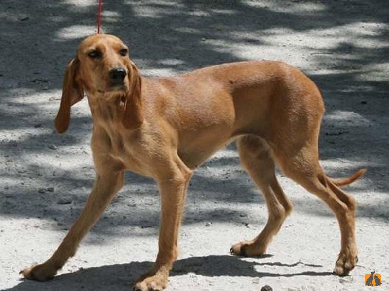 Описание породы собак - Итальянская гончая короткошерстная