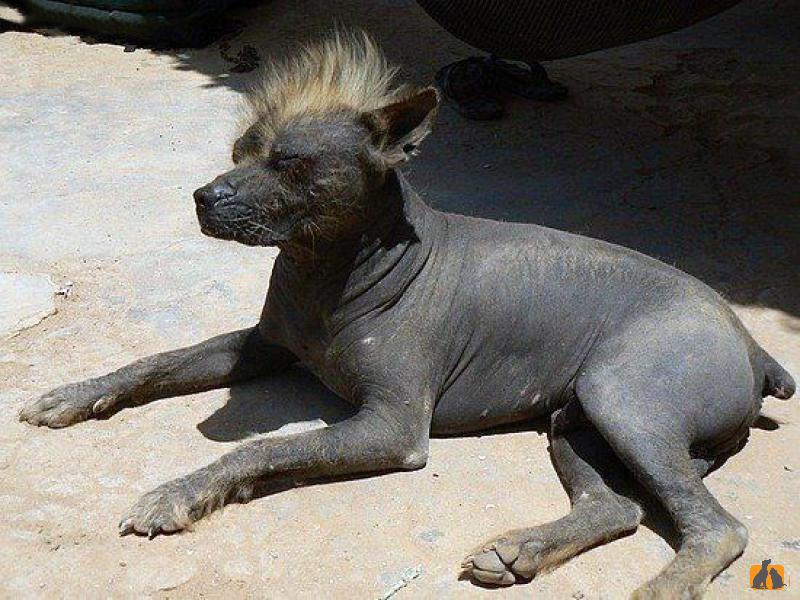 Перуанская голая собака. Фото2