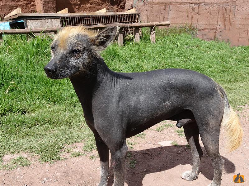 Перуанская голая собака. Фото3