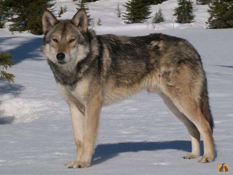Саарлооская волчья собака. Фото2