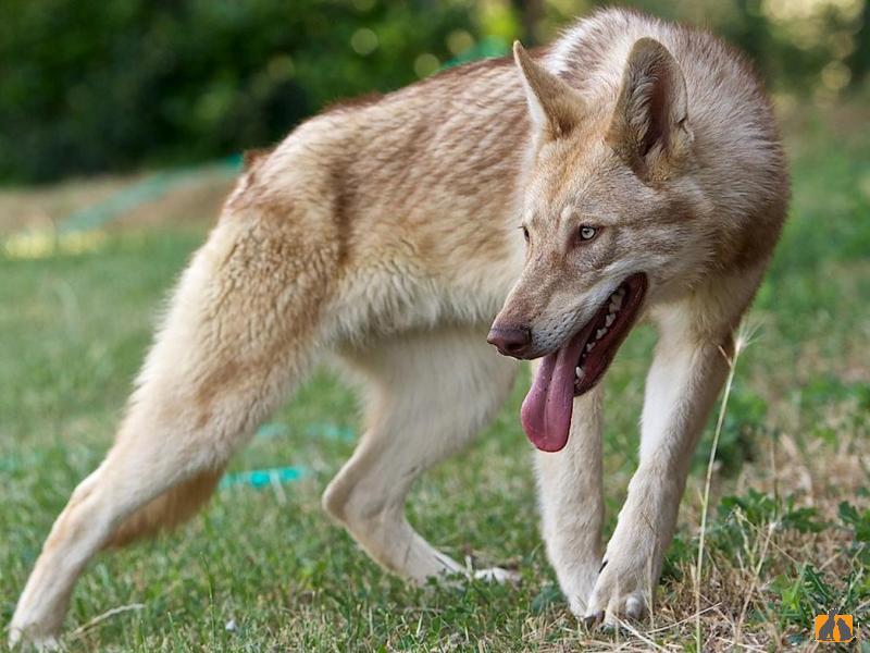 Саарлооская волчья собака. Фото3
