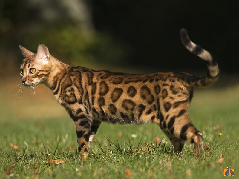бенгальская кошка описание породы
