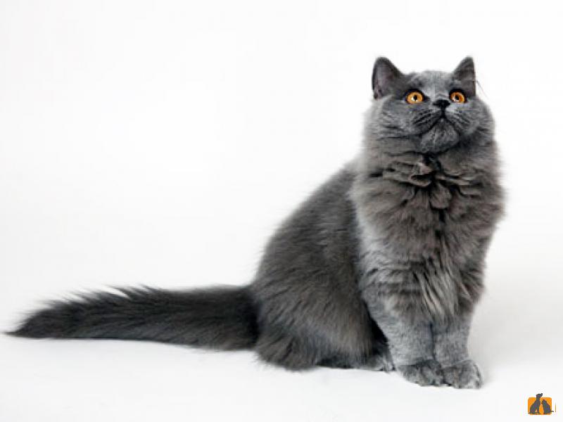 Описание породы кошек - Британская длинношерстная