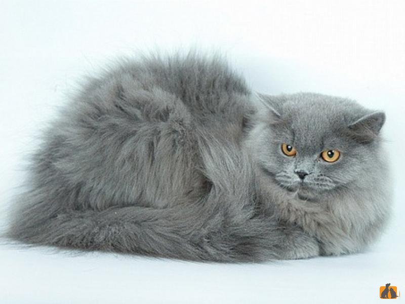 Фото британских кошек серого окраса прямоухих